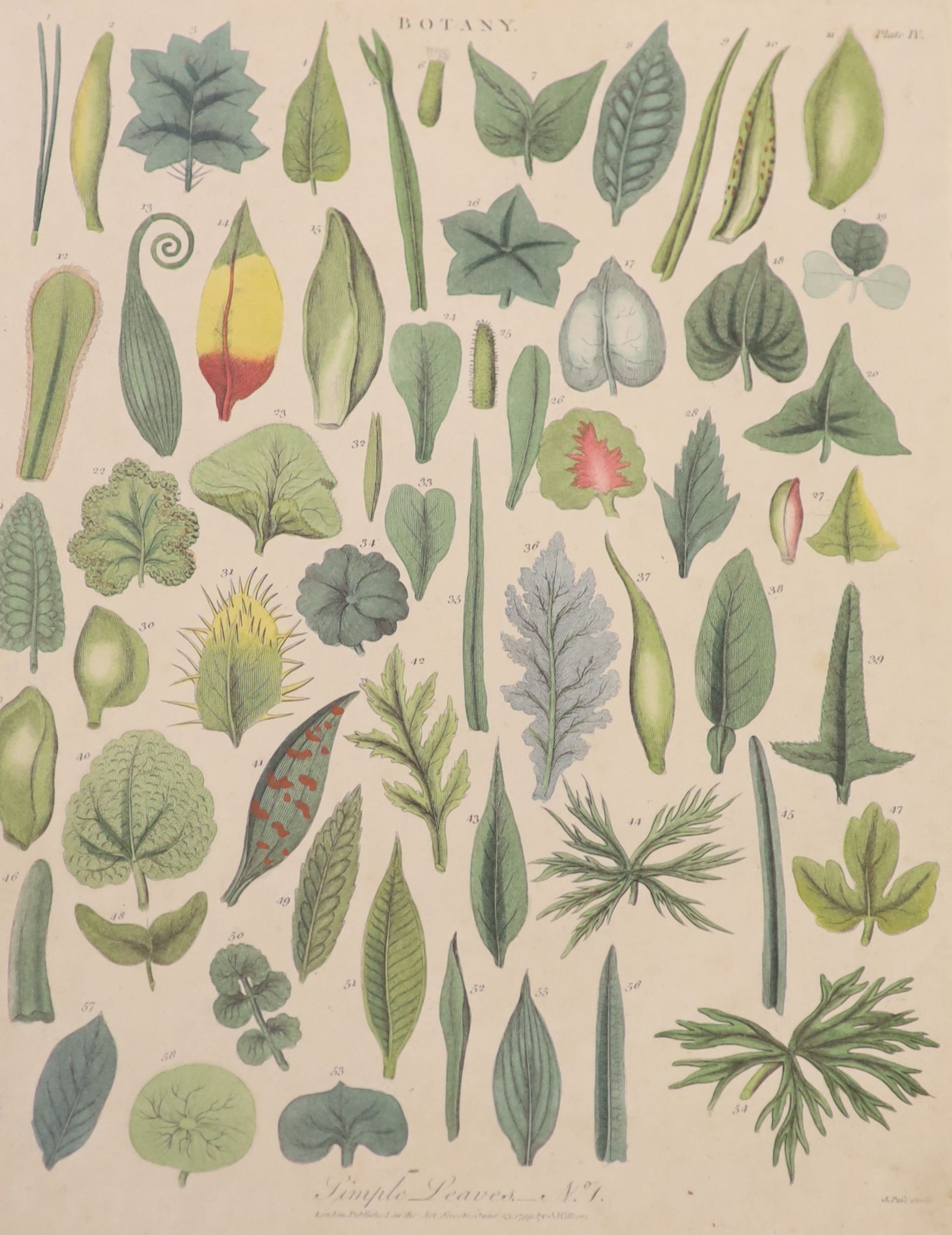 A set of eight 19th century hand coloured botanical engravings, 26 x 20cm